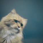 空気が読めない。かまってちゃんな【寒い女】がいる！